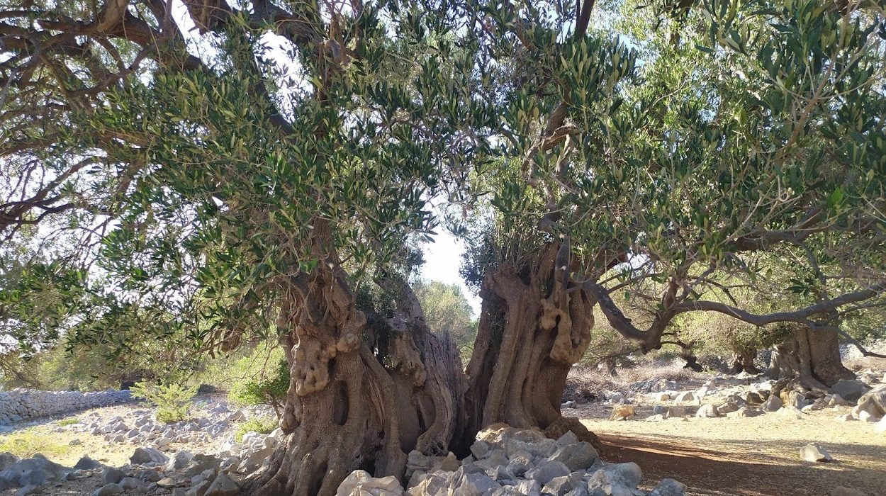 Ulivo millennario nel giardino degli ulivi di Lun a Pag