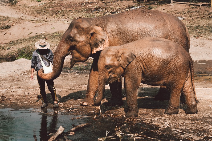 elefanti-thailandia