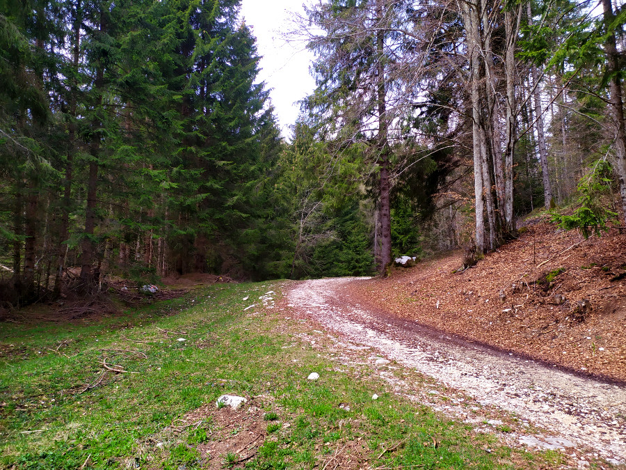 val di nos gallio percorso didattico forestale