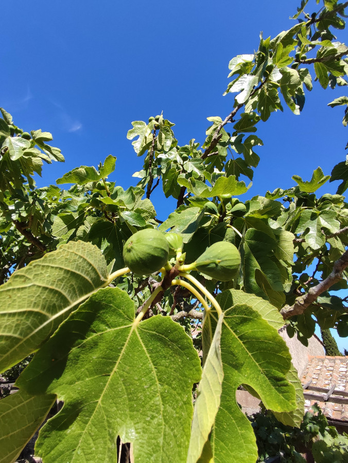 isola d'elba vegetazione