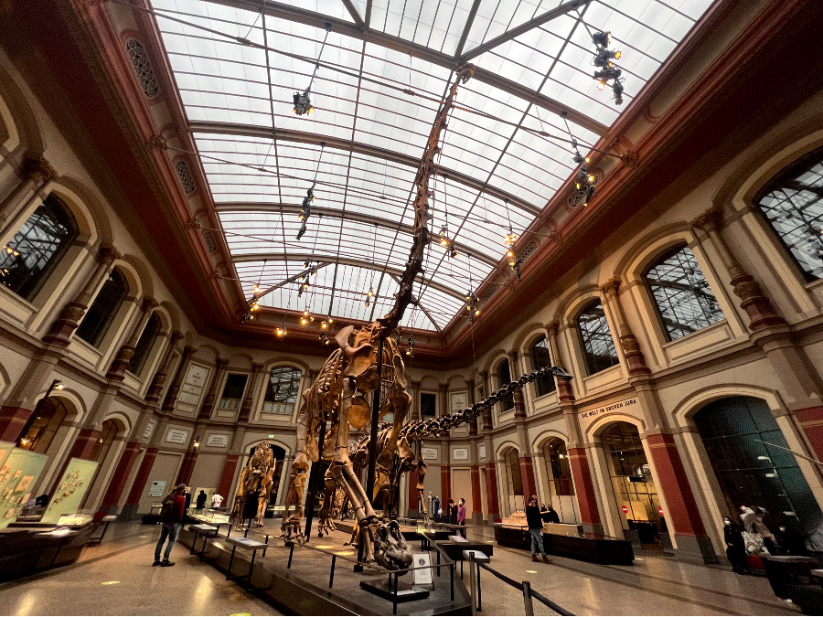 dinosauri berlino museo di storia naturale