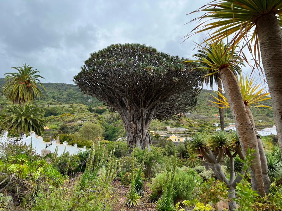 drago millenario icod de los vinos tenerife