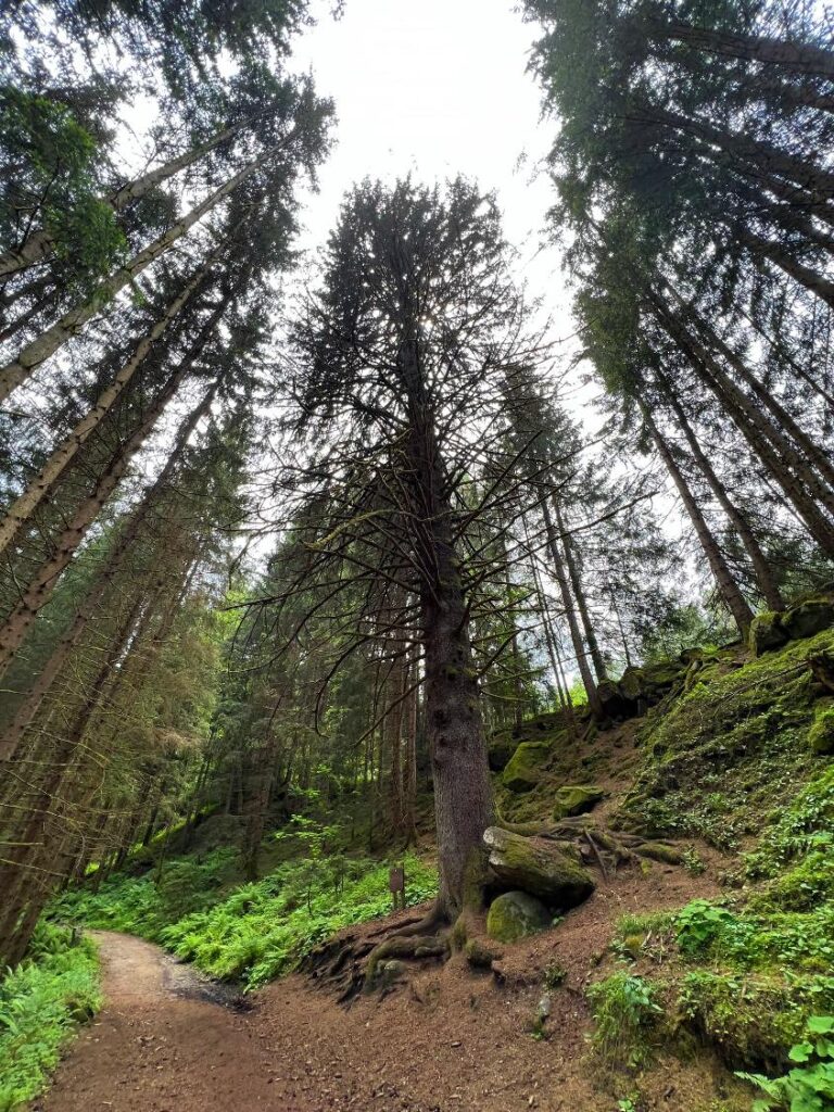 albero secolare val di fiemme