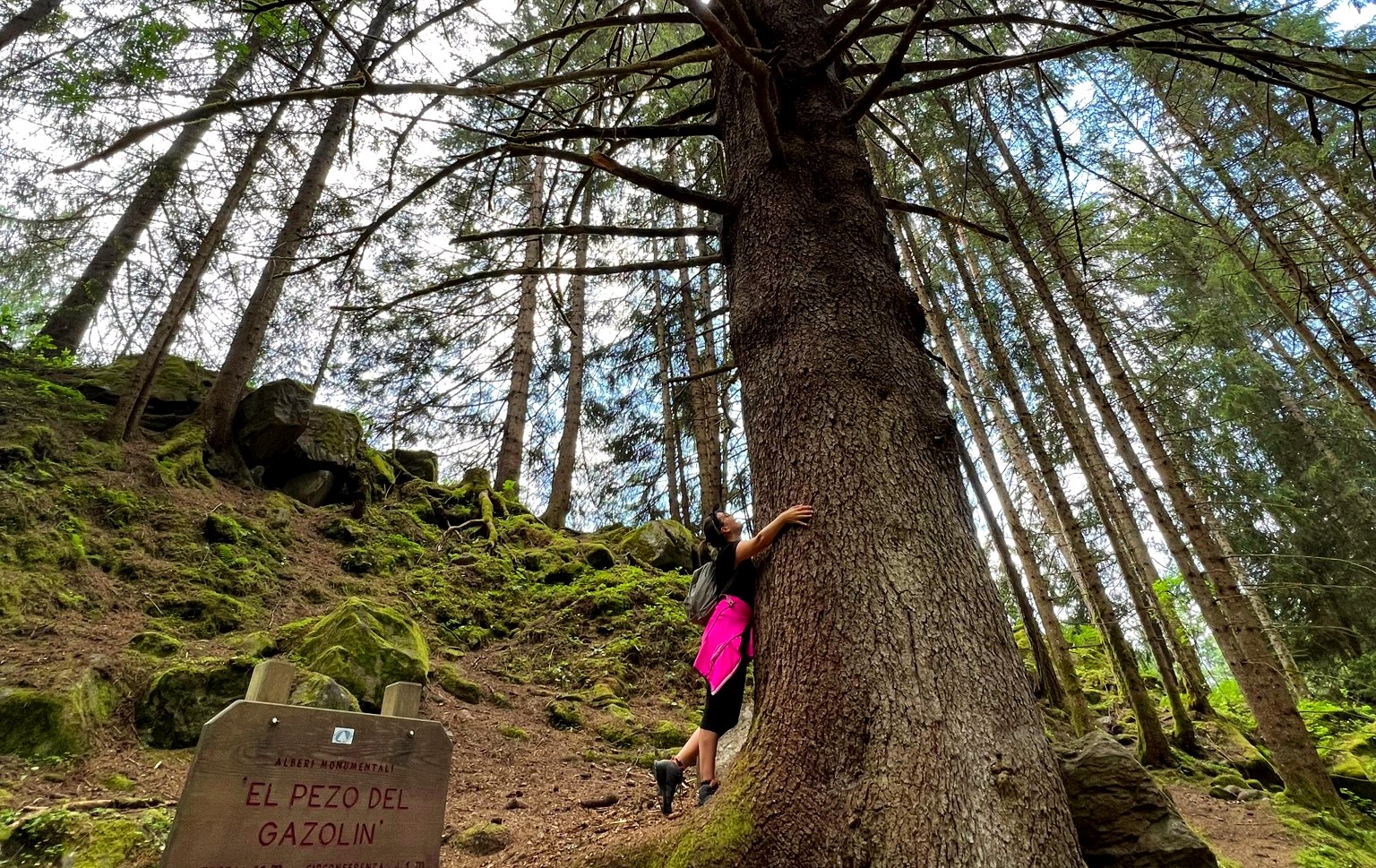 el pezo del gazolin albero monumentale