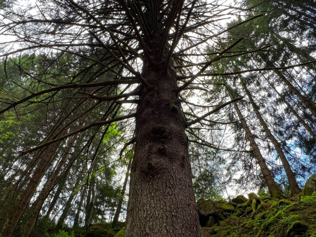 el pezo del gazolin albero secolare